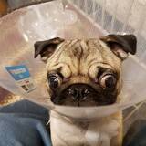 Entry image for Stella