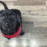 Entry image for Waylon 