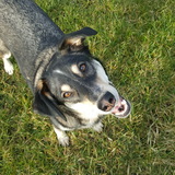 Entry image for Bandit