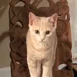 Entry image for Maya