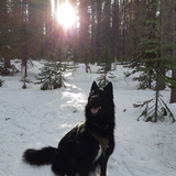 Entry image for Boomer