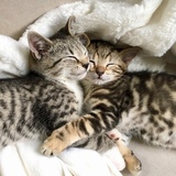 Entry image for Otis and Olive