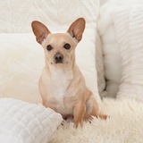 Entry image for Stewart