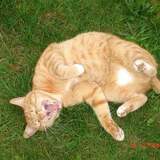 Entry image for Geode