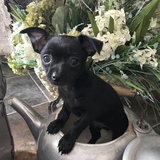 Entry image for Piper