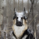 Entry image for Jackson