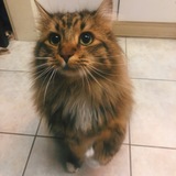 Entry image for Bauer