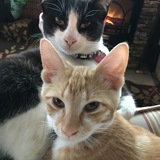 Entry image for Brooky & Cheeto 