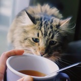 Entry image for Bauer