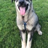 Entry image for Braxton