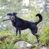 Entry image for Holly