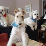 Entry image for Sparky, Goosey Ruffy