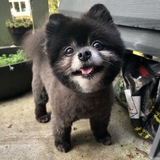 Entry image for Nibbler