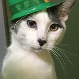 Entry image for Jojo