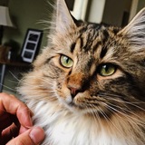 Entry image for Bauer