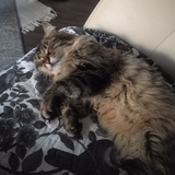 Entry image for Little Missy    AKA   Fluffy and  now (Miracle Missy)  