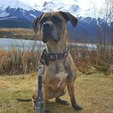 Entry image for Pacino