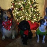 Entry image for Miko, Pippin & Lejla