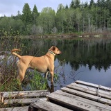 Entry image for Capitan