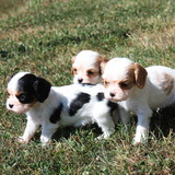 Entry image for Chloe, Benji and Rosie