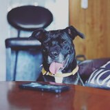 Entry image for Rodeo