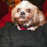 Entry image for KoTiko