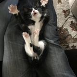 Entry image for Howard