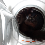 Entry image for Saba