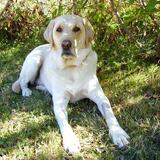 Entry image for Fergus