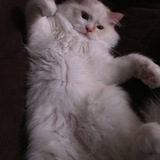 Entry image for Cooper