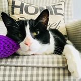 Entry image for Jack