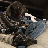 Entry image for Pogo and Jake