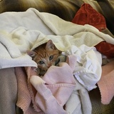 Entry image for Topher