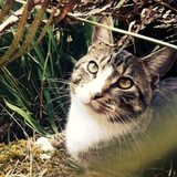 Entry image for Wyatt