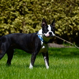 Entry image for Dozer