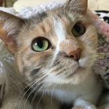 Entry image for Harlowe 