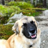 Entry image for Herschel 