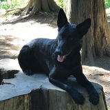 Entry image for Bruno