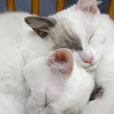 Entry image for Peek and Boo