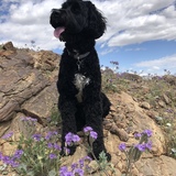 Entry image for Chase A Roo