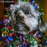 Entry image for Jacob, the Snaggle Tooth Devildog.  