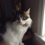 Entry image for Mocha