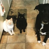 Entry image for Cheeto, Boomer and Jack