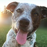 Entry image for Fender