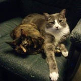 Entry image for Cooper & Caly