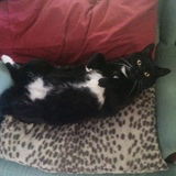 Entry image for Tazzy