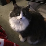 Entry image for Miss Bella 