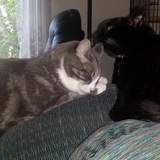 Entry image for Cooper and Tazzy 