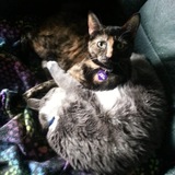 Entry image for Caly and Cooper 