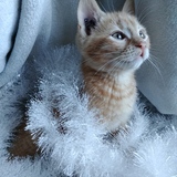 Entry image for Enzo